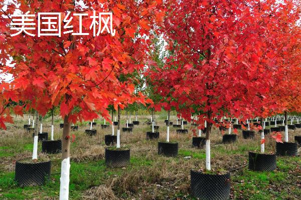 怎么养红枫盆景，选择陶瓷盆或紫砂盆种植为佳