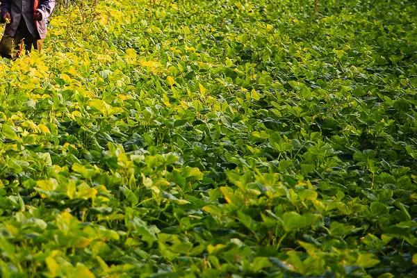 红豆的种植方法，4-5月份种植为佳