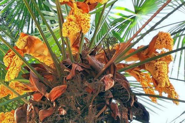 棕树花有毒吗，不仅无毒还能吃