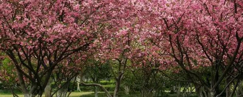 海棠树可以扦插繁殖吗，通常在春季4-5月份进行扦插