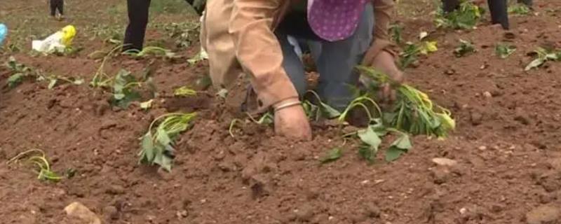红薯如何种植，红薯苗种植前需深耕一遍土壤