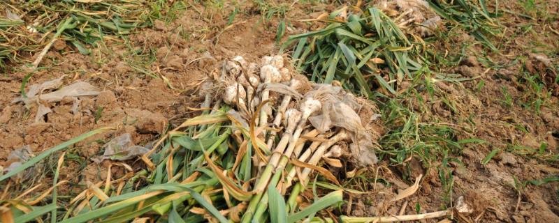 大蒜后期的管理方法，花茎抽长期可追施1-2次的氮磷钾复合肥料