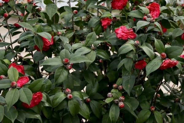 花卉有什么品质和精神，荷花代表清白纯洁、梅花代表自强不息