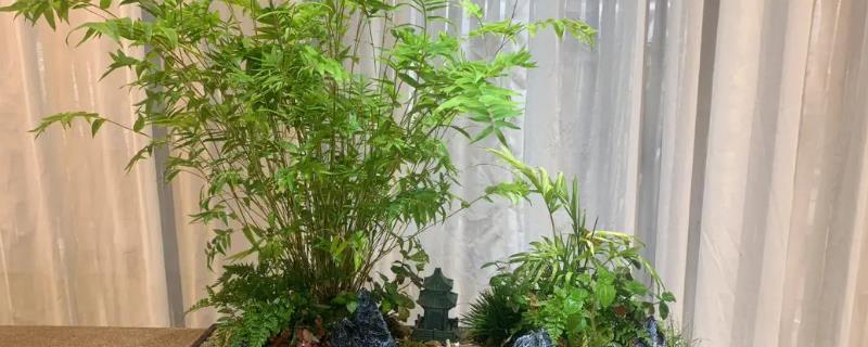 米竹冬天怎么过冬，需要将植株放在室内