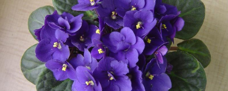 紫罗兰的花语，清凉、警戒是它的花语