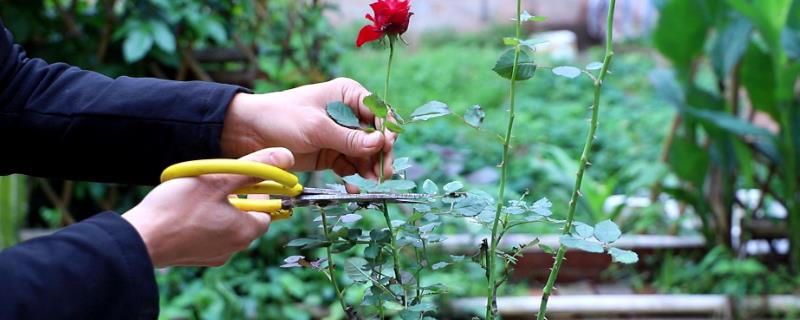 月季花怎么修剪，可以在春秋两季修剪