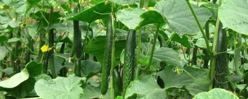 夏季黄瓜栽培技术，选用耐热、抗病性强的优良品种