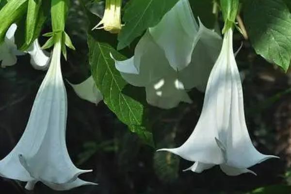 情花是什么花，也叫曼陀罗