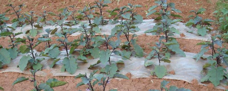 茄子的育苗方法，栽种时间主要集中在春秋季