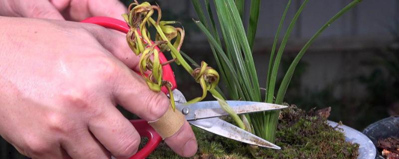 兰花的修剪方法，开花后可剪除花茎