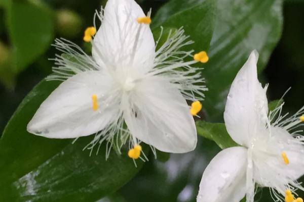 如何让白花紫露草开花，放在阳光散射处可促进花芽分化