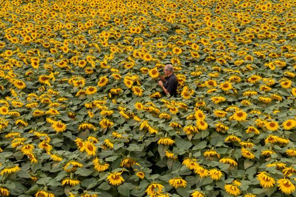 六朵向日葵的花语，寓意幸福、阳光