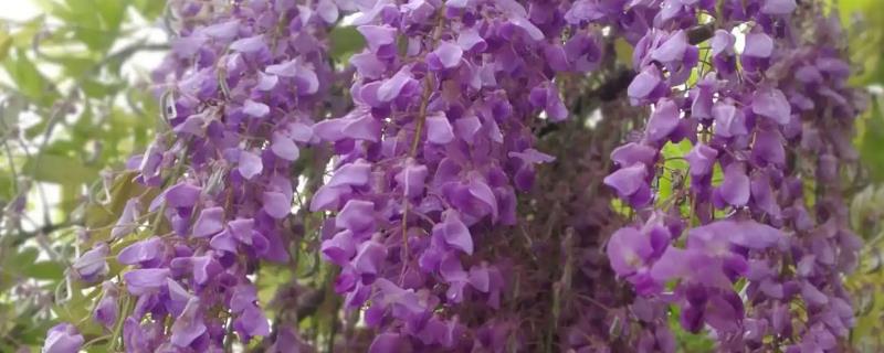 紫藤花有毒吗，花和茎叶无毒但种子有毒