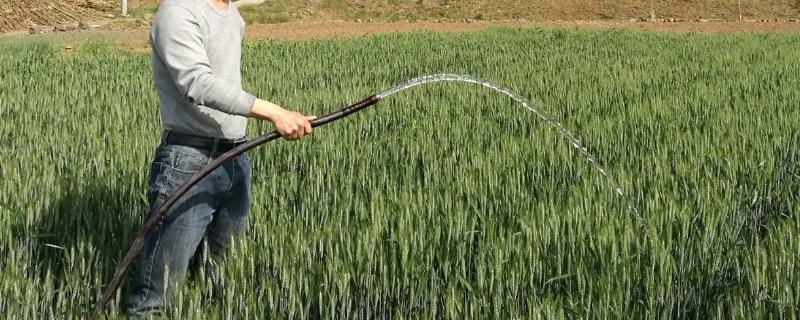 种上小麦连续不下雨怎么办，需要及时浇水
