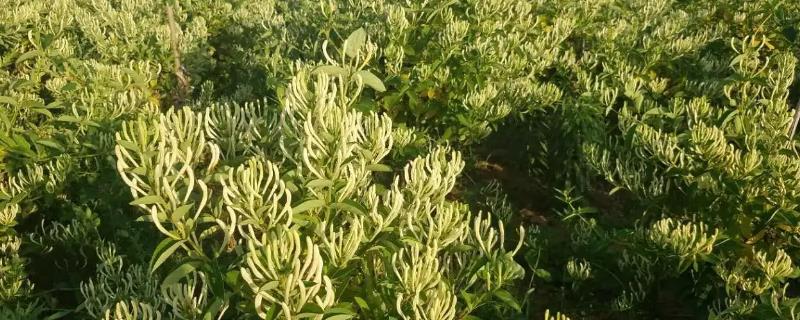 金银花的种植技术，幼苗期和夏季需要进行摘心工作