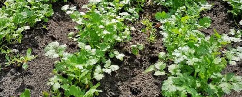 夏季种植香菜的要点，间苗后要追施稀薄的肥液