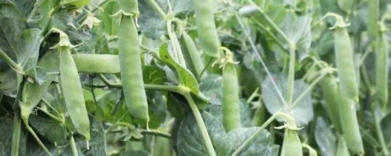 豌豆12月份还可以播种吗，可以但要注意控制好温度