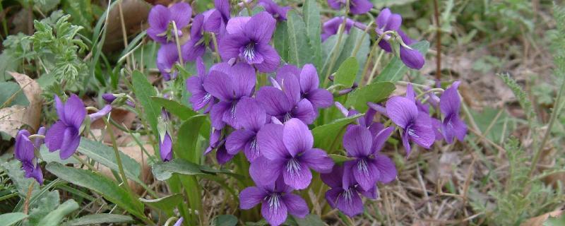 紫花地丁的特点，植株较为矮小