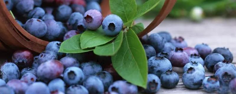 蓝色的水果有哪几种，常见的有蓝莓、蓝靛果和俄勒冈葡萄等