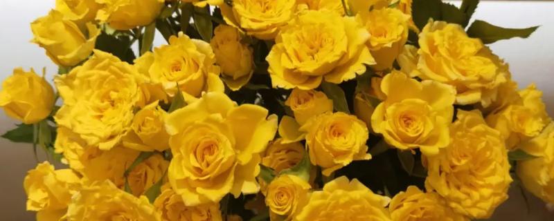 黄玫瑰的花语，寓意逝去的爱、重归于好等