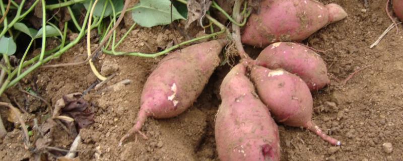 红薯藤沙藏越冬怎么扦插，养护过程中每隔3-5天浇水一次