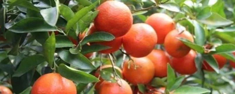 柑橘类水果有哪些，常见的有箭叶橙、脐橙和地中海红橘等