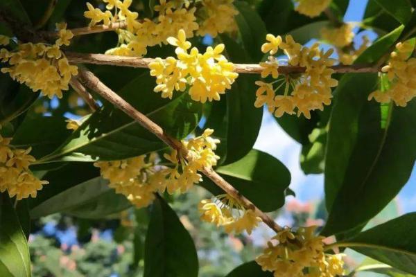 桂花夏天怎么养，要做好遮蔽措施