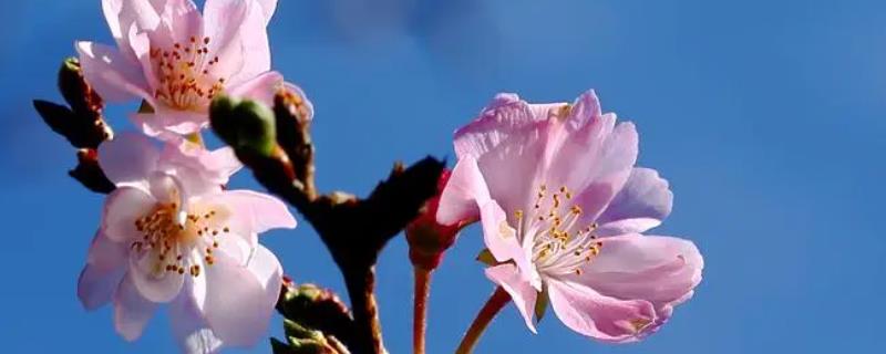 花的结构特点，由花柄、花托、花被、雄蕊群和雌蕊群组成