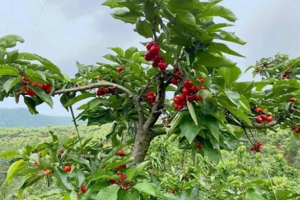 车厘子树苗开花结果所需时间，通常需要3-7年左右