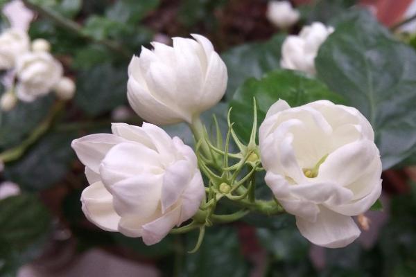 喜酸的花卉有哪些，茉莉花、米兰、山茶花等都喜酸