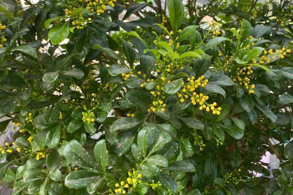 喜酸的花卉有哪些，茉莉花、米兰、山茶花等都喜酸