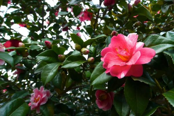 喜酸的花卉有哪些，茉莉花、米兰、山茶花等都喜酸