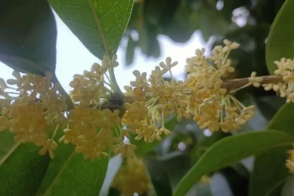 喜酸的花卉有哪些，茉莉花、米兰、山茶花等都喜酸