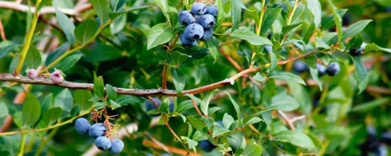 适合蓝莓生长的土壤，酸性在4.5-5.5之间
