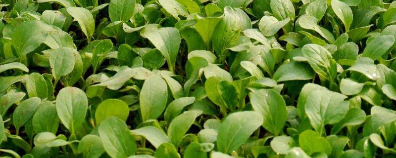 夏季小白菜的种植技术，首先选择耐热性和抗病性良好的品种