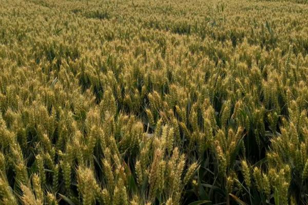 小麦冬前管理方法，11月份要浇灌越冬水