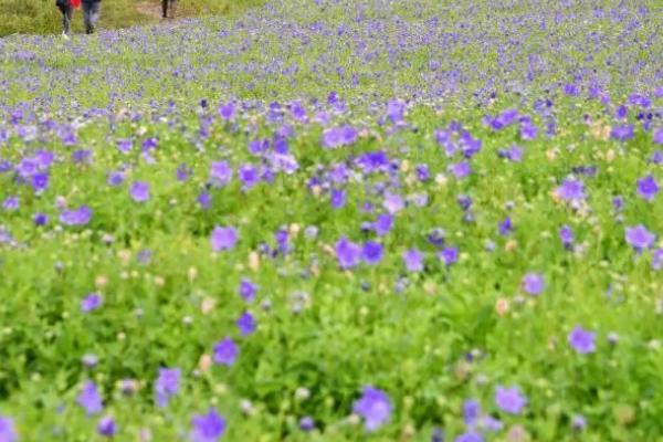 桔梗花的种植方法，适宜生长温度为10-20℃