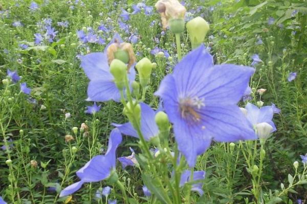 桔梗花的种植方法，适宜生长温度为10-20℃