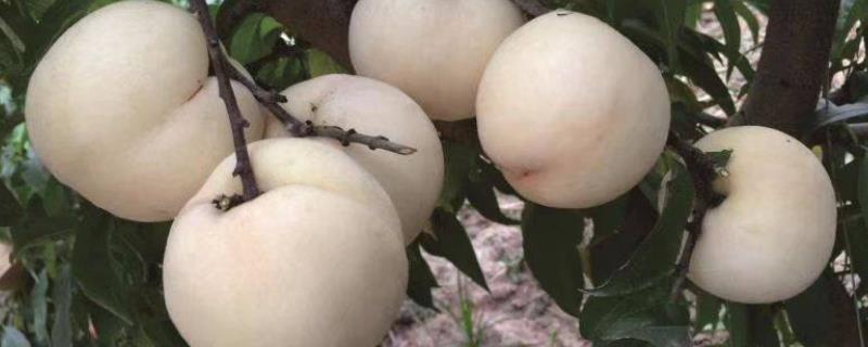 白凤桃几月成熟，会在每年8月成熟