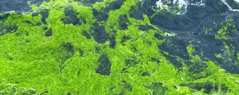 浒苔形成的原因，全球气温变暖和自然灾害加重都会导致