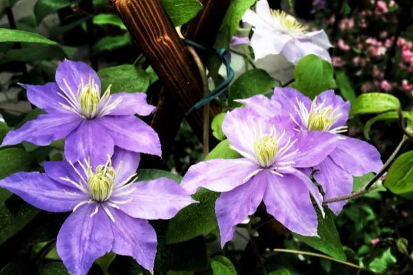 什么花没有花瓣，铁线莲没有花瓣