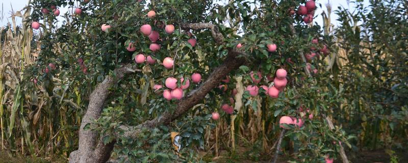 苹果树长什么样，通常高度在15米