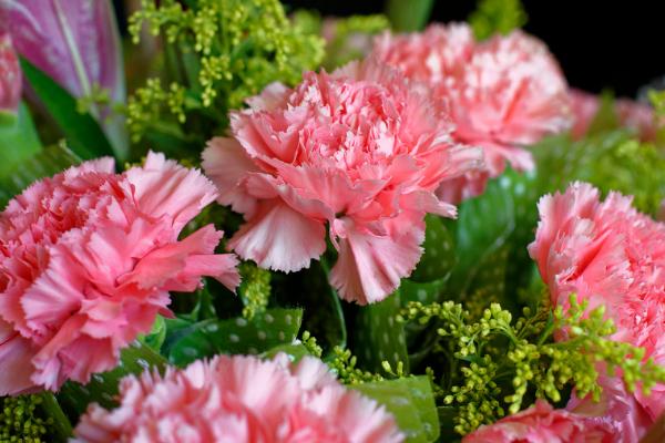 康乃馨花香浓郁吗，花香较淡