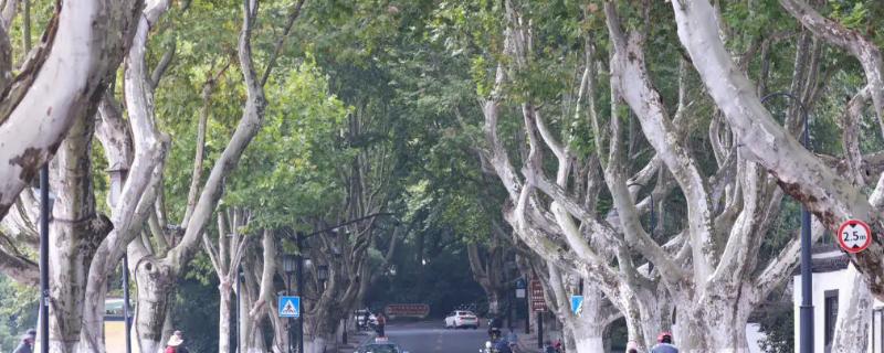 法国梧桐树的特点，树形高大且用途广泛