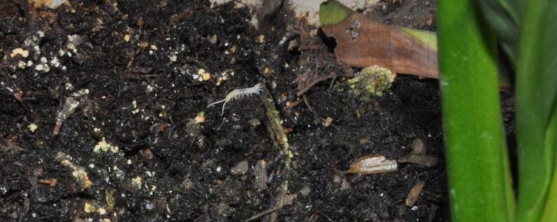 如何灭杀土壤中的小白虫，可采取翻整暴晒、洗根换土、灌药等措施