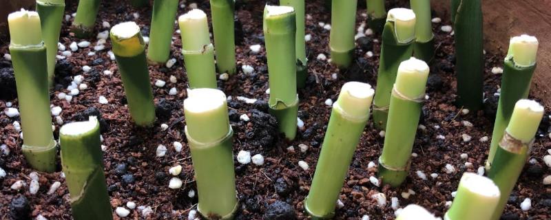 富贵竹怎么繁殖，一般采用扦插的方法繁殖