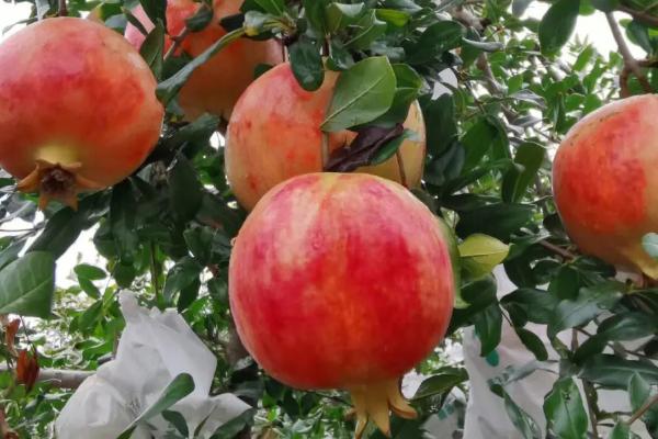 直根系的植物有哪些，有杨树、松树、蒲公英等