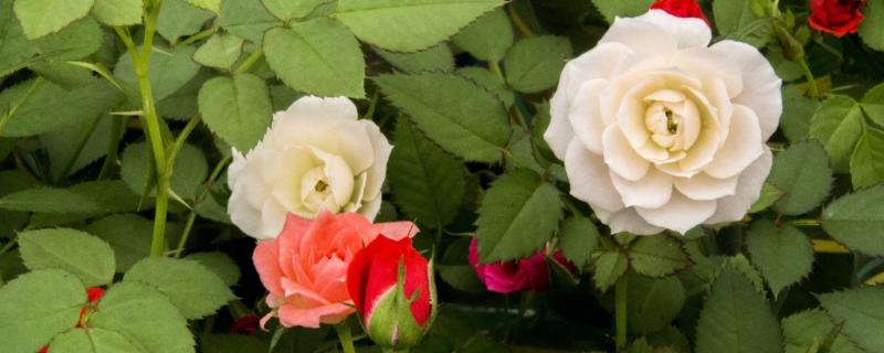玫瑰和月季一样吗，根茎、叶片和花朵均不同