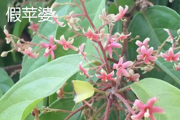 苹婆与假苹婆的区别、叶片、花朵和枝干均不同