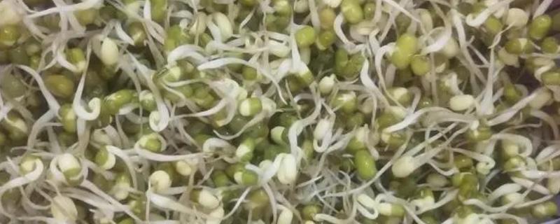 绿豆芽的催芽方法，种植前需挑选外形圆润且无损害的种子